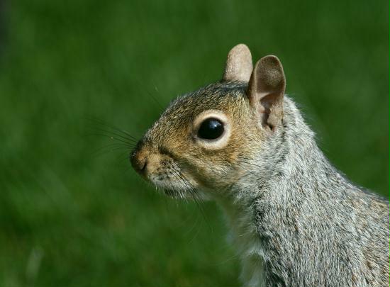 Grey Squirrel <i>Sciurus carolinensis</i>